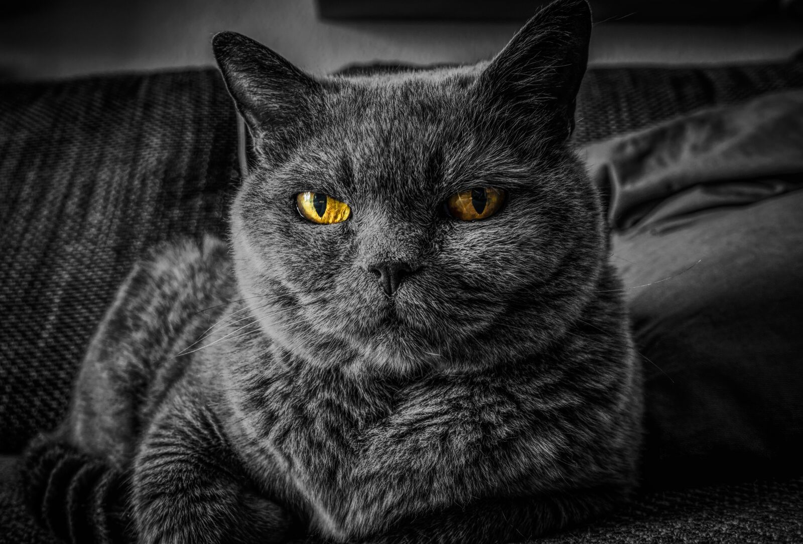Sony Cyber-shot DSC-RX100 III sample photo. Cat, cat's eyes, eye photography