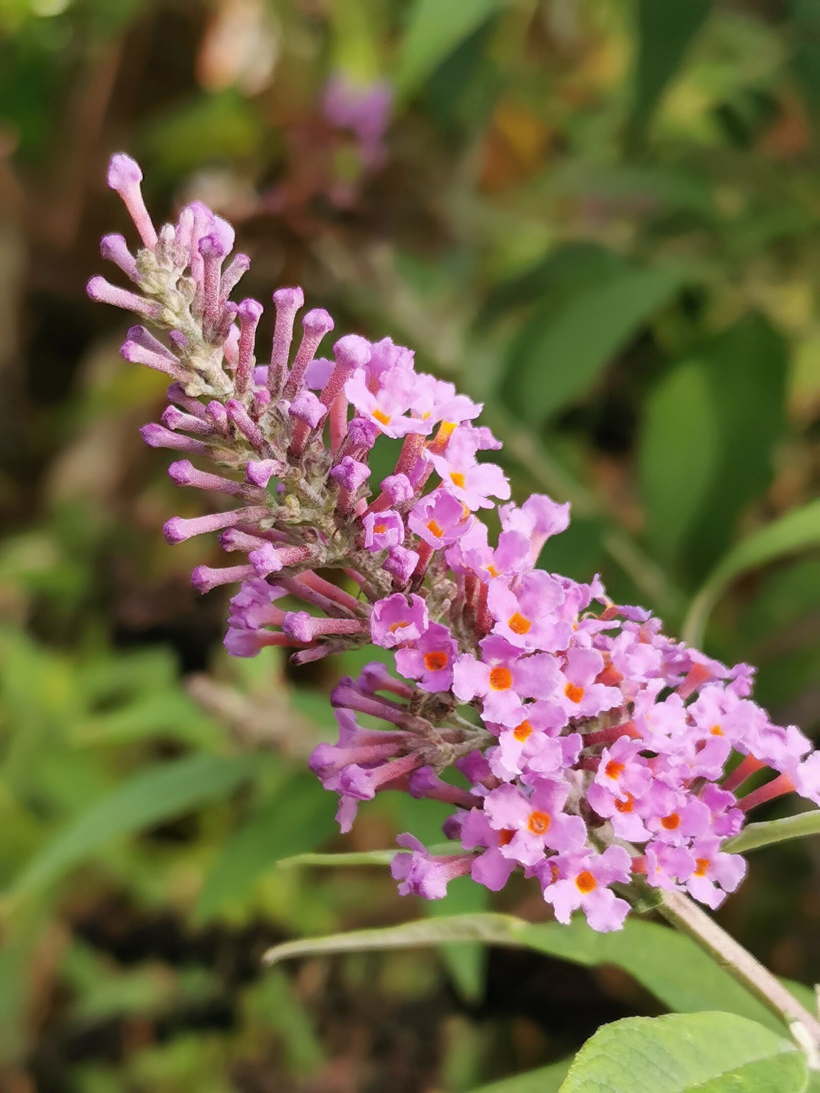 HUAWEI P30 sample photo. Flower, purple, garden photography