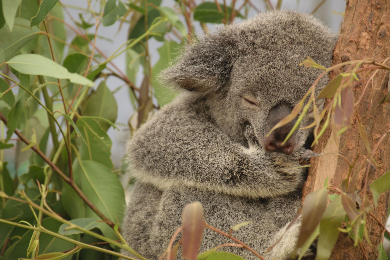 Nikon D5300 sample photo. Koala, australia, tree photography