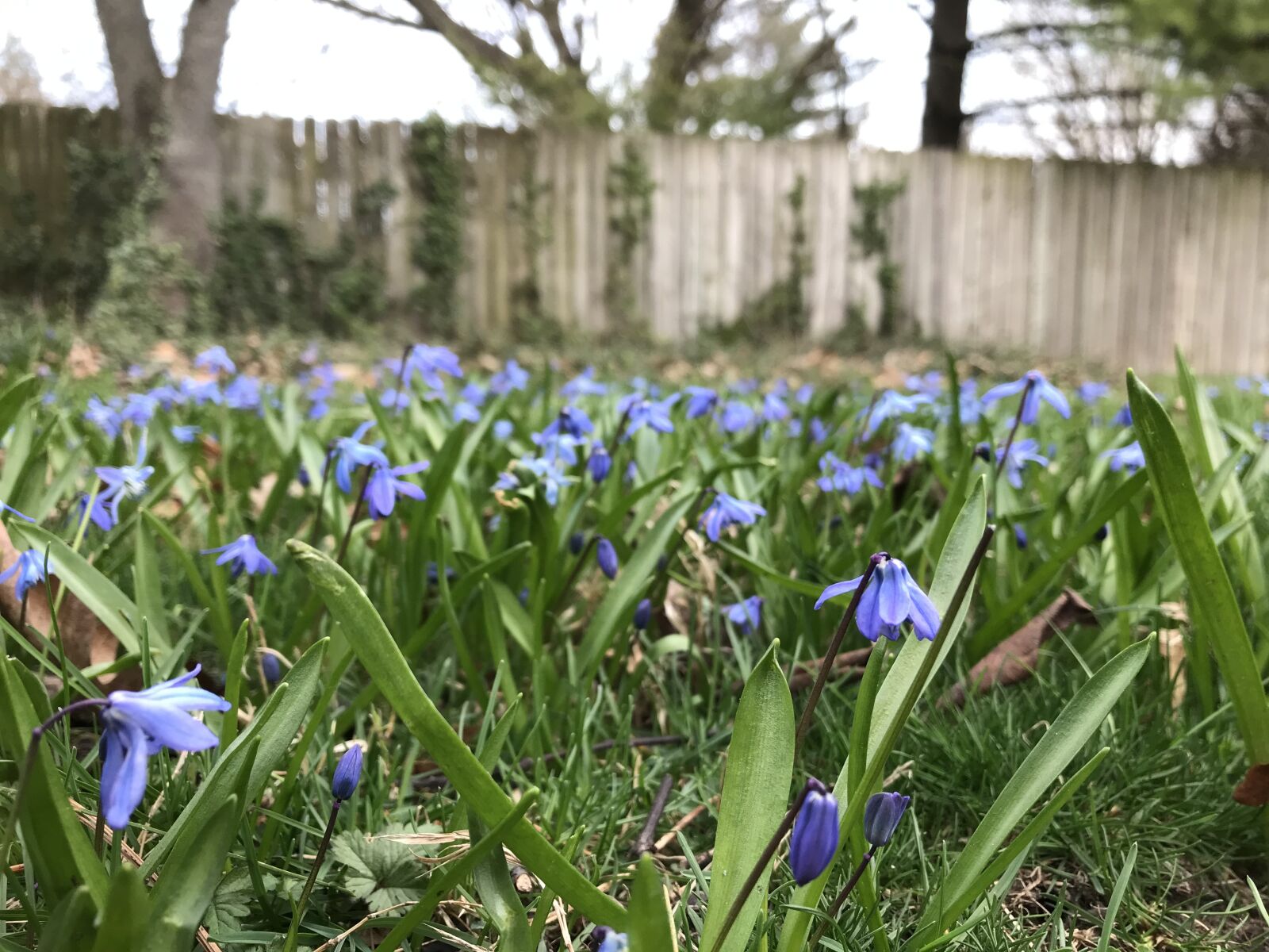 Apple iPhone 7 sample photo. Spring, flowers, nature photography