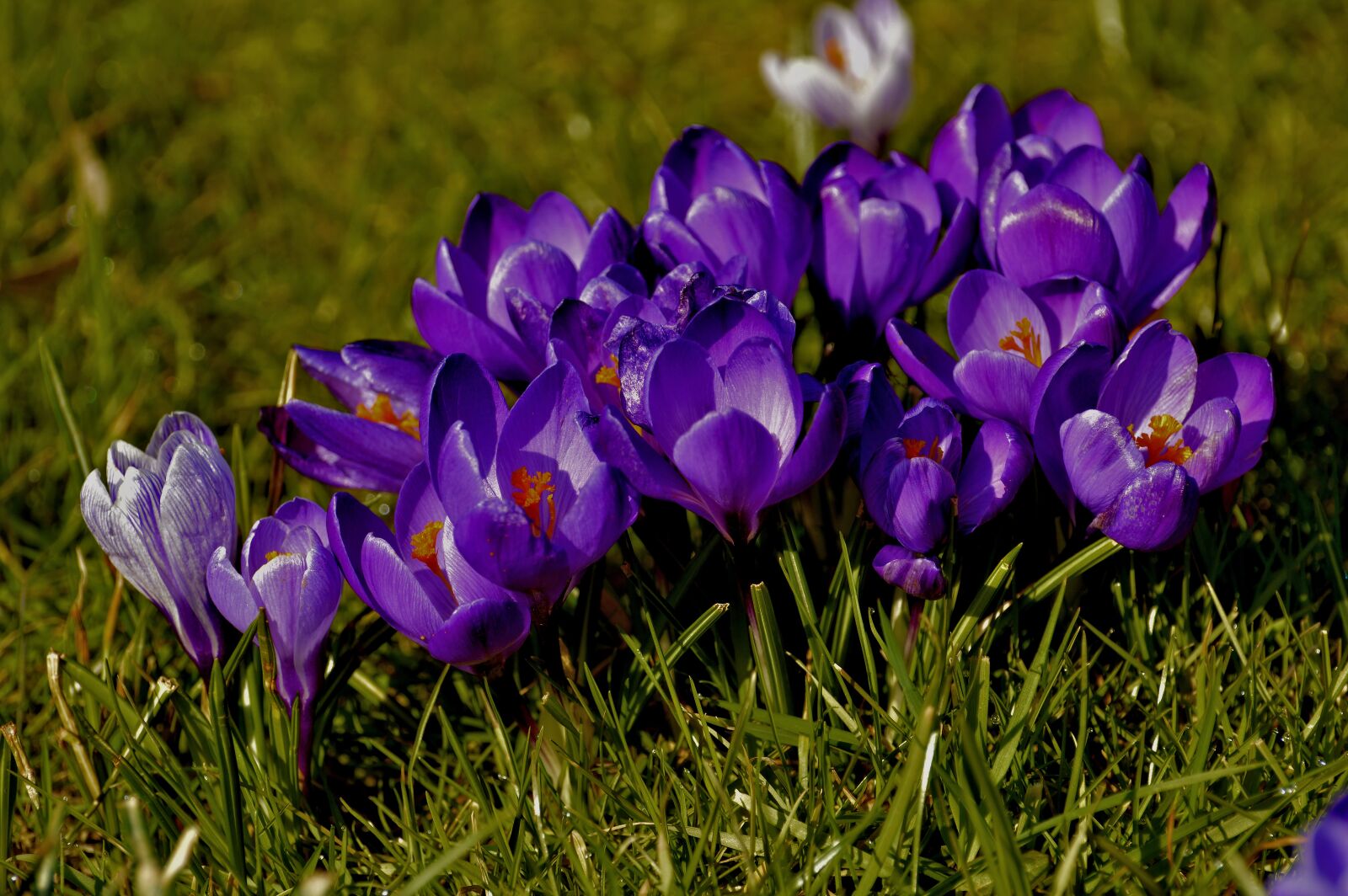 Nikon D3200 sample photo. Crocus, flowers, nature photography