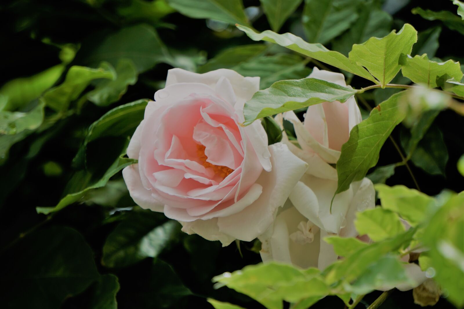 Sony E 55-210mm F4.5-6.3 OSS sample photo. Blanche rose, fleur, flore photography