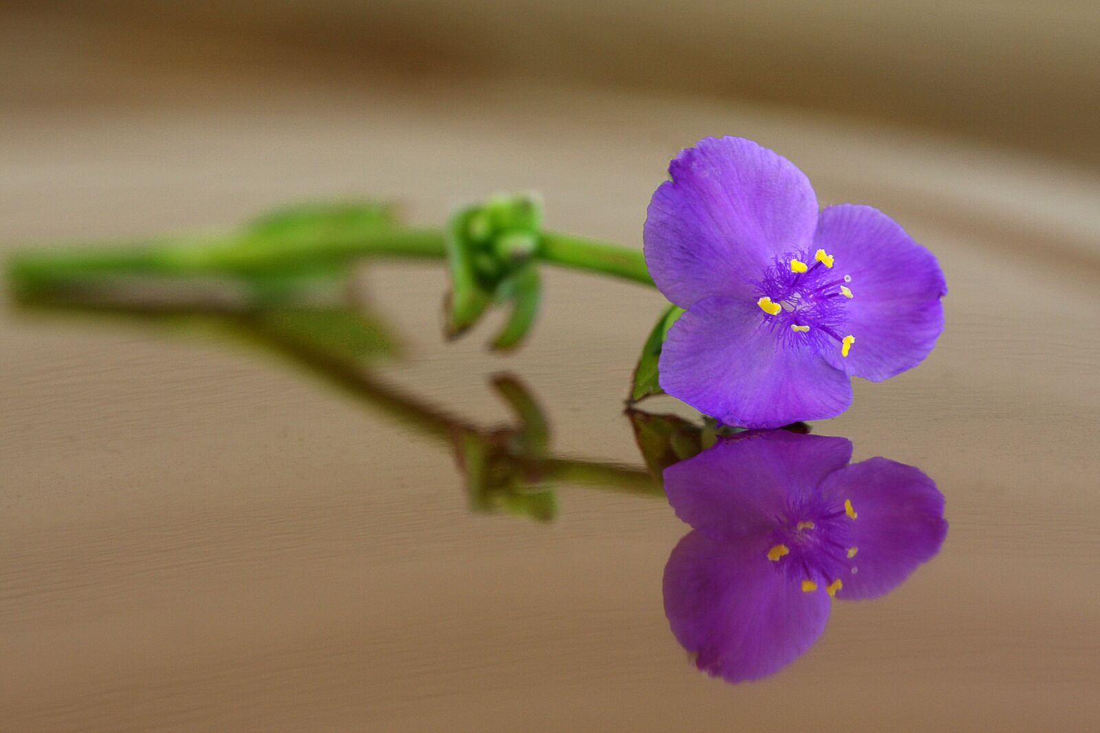 Canon EOS 40D sample photo. Purple, spiderwort, flower photography