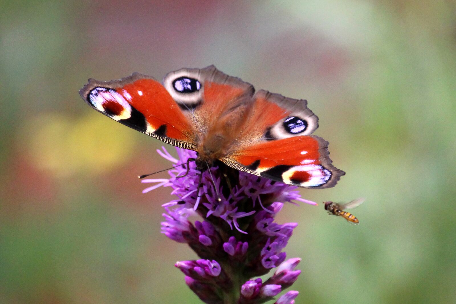 Canon EOS 700D (EOS Rebel T5i / EOS Kiss X7i) + Canon EF-S 55-250mm F4-5.6 IS STM sample photo. Peacock butterfly, butterfly, blossom photography