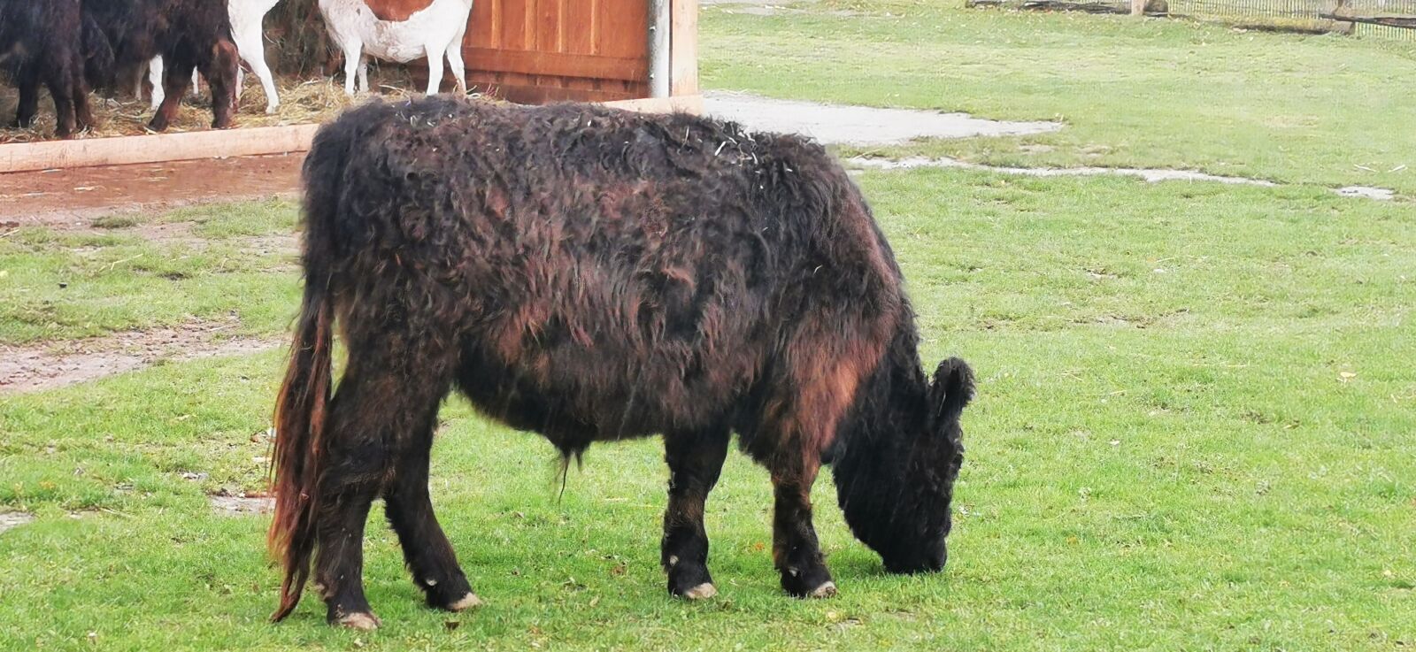 HUAWEI P30 Pro sample photo. Cow, animal, livestock photography