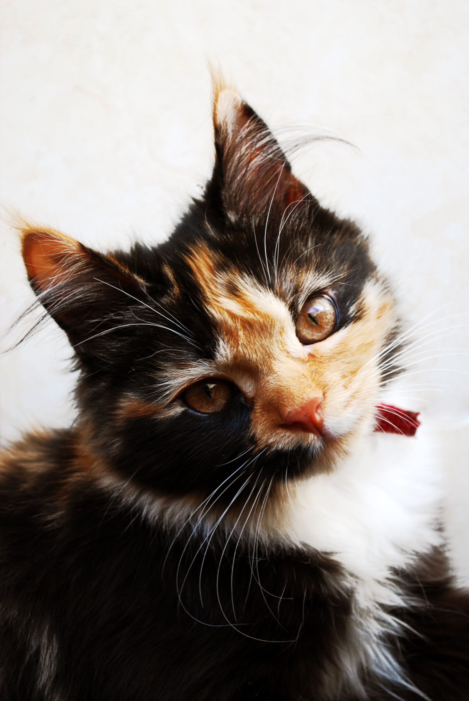 Nikon D60 sample photo. Cat, cats, domestic, animal photography