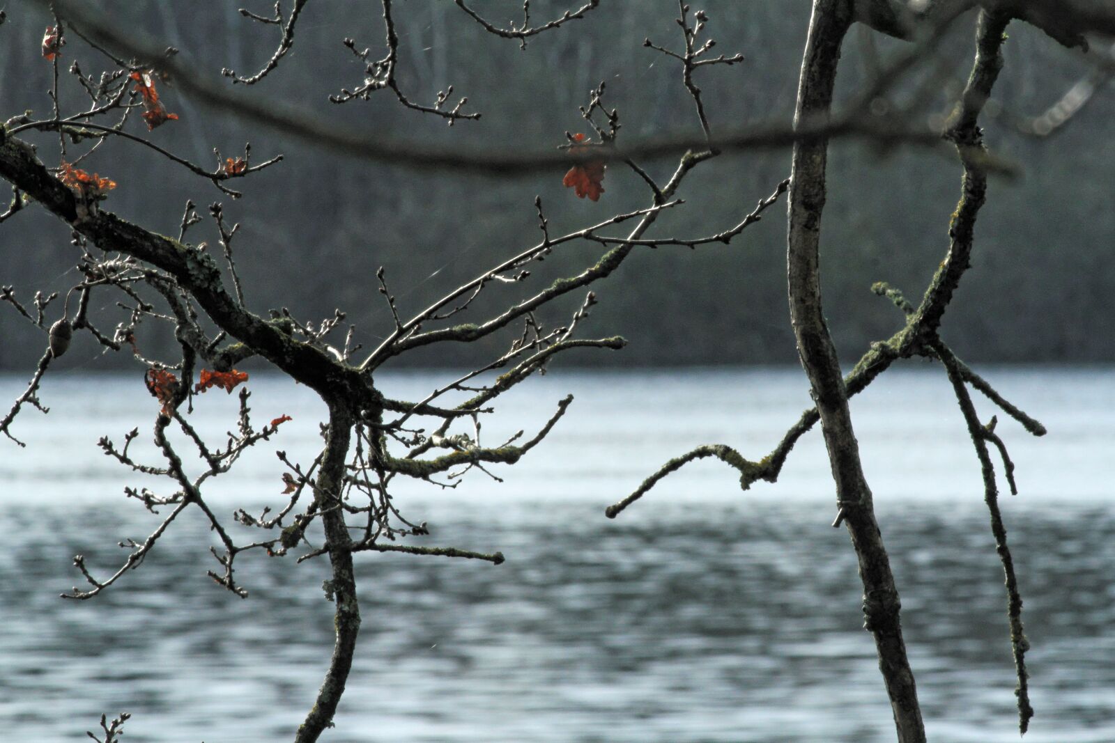 Canon EOS 7D sample photo. Pond, forest, landscape photography
