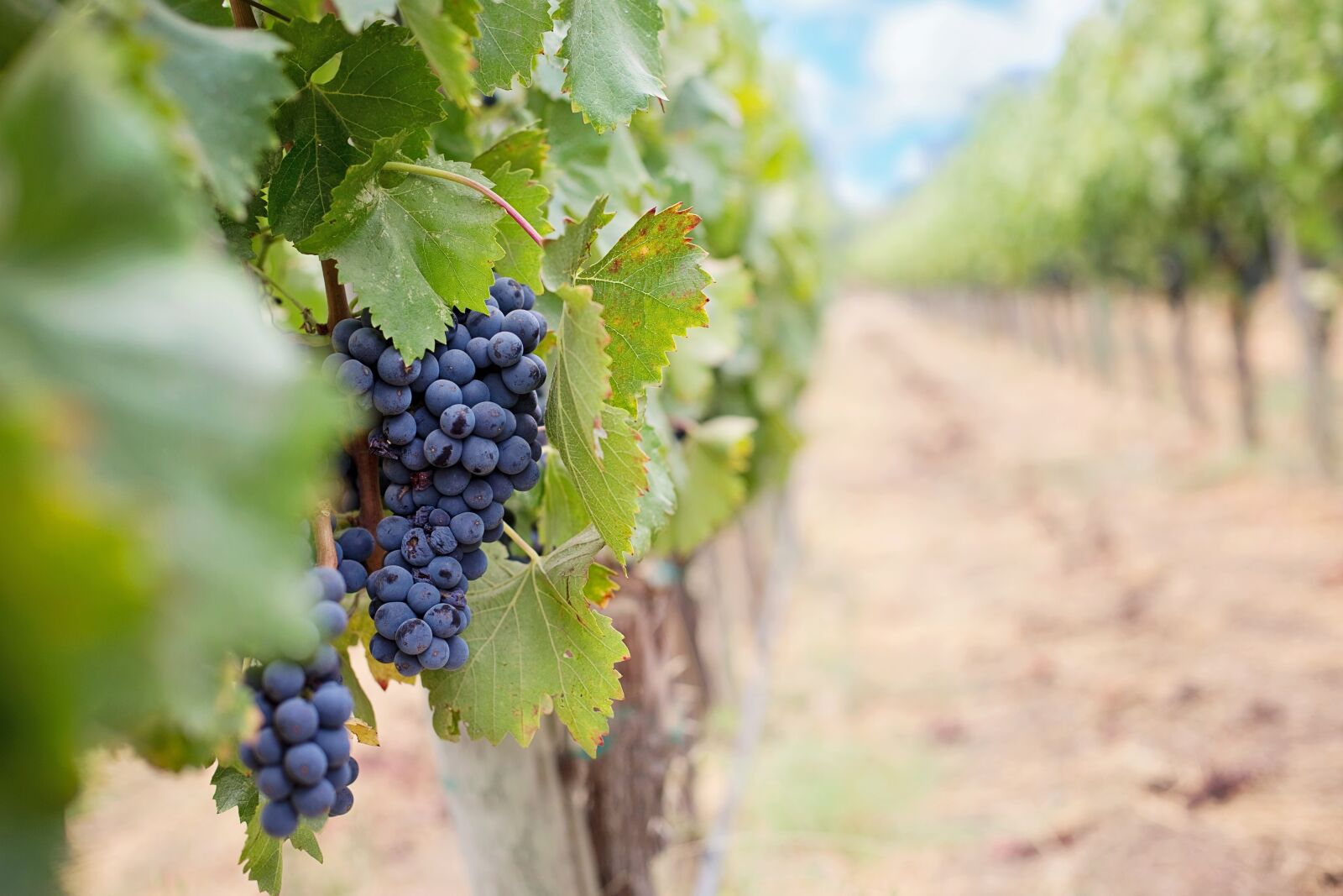 Canon EOS 5D Mark III sample photo. Grapes, wine grapes, purple photography