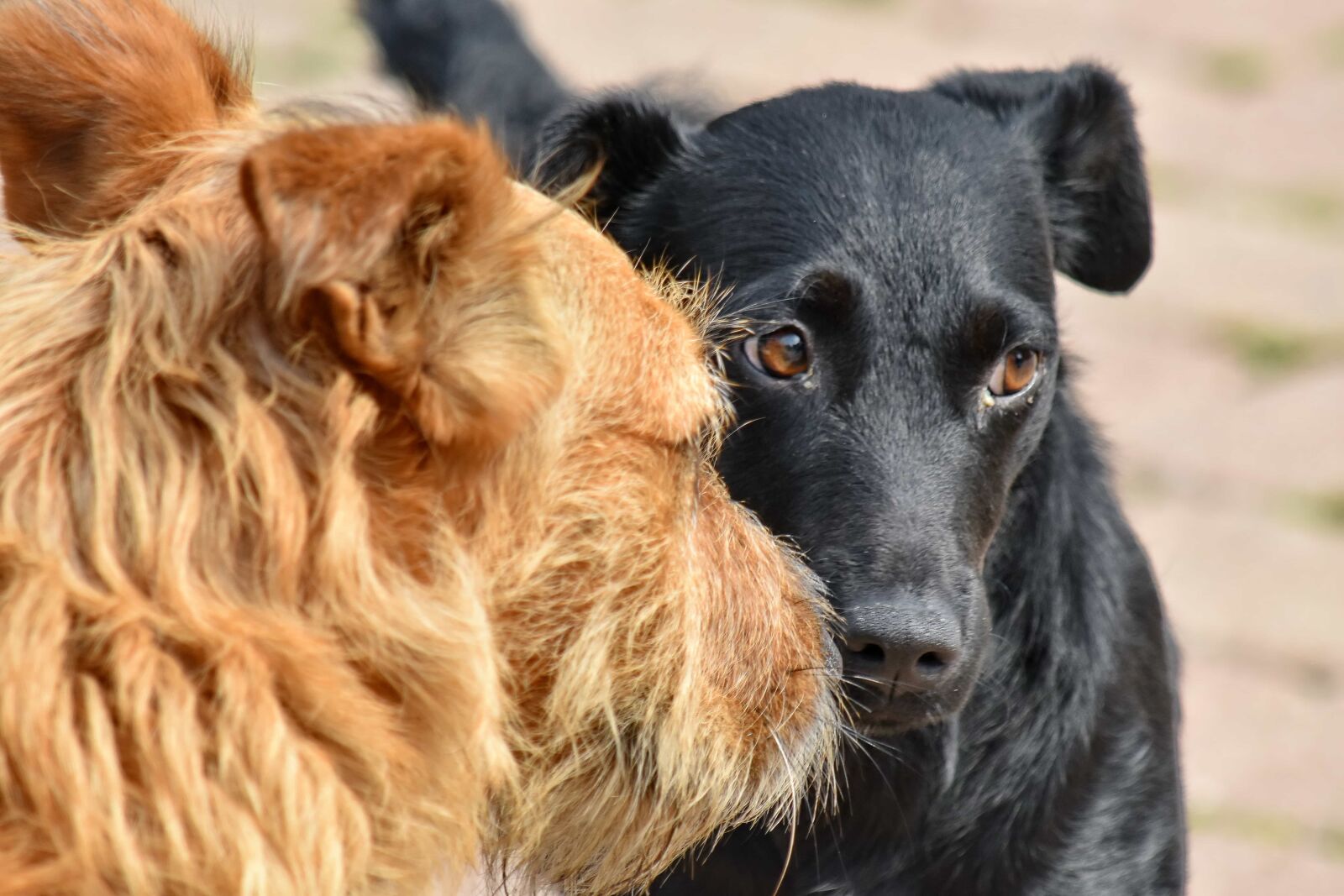 Nikon D5500 sample photo. Dogs, friendship, portrait, pet photography