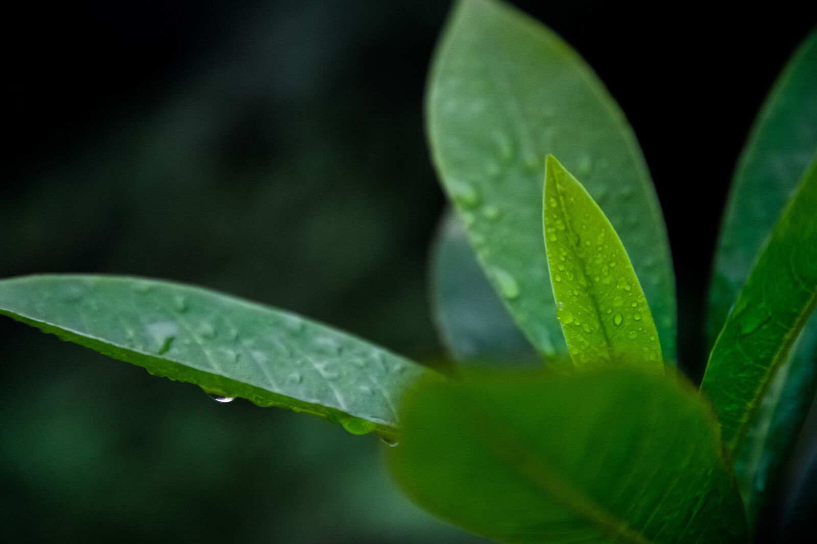 Samsung NX1 sample photo. Nature, plants, leaves photography