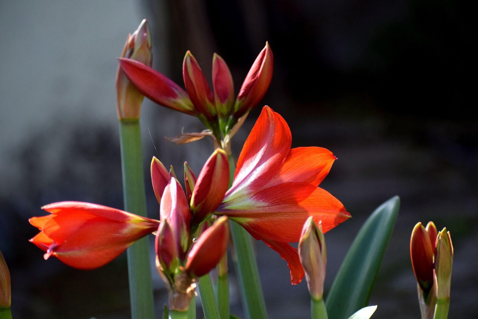Nikon D3300 sample photo. Nature, flower, flora photography