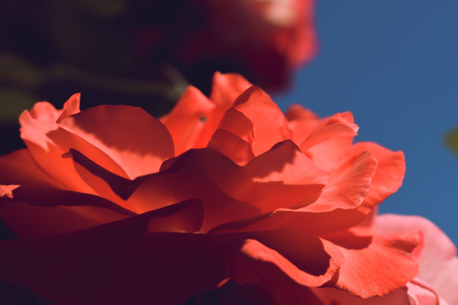 Nikon D5600 sample photo. Rose, pink, close up photography