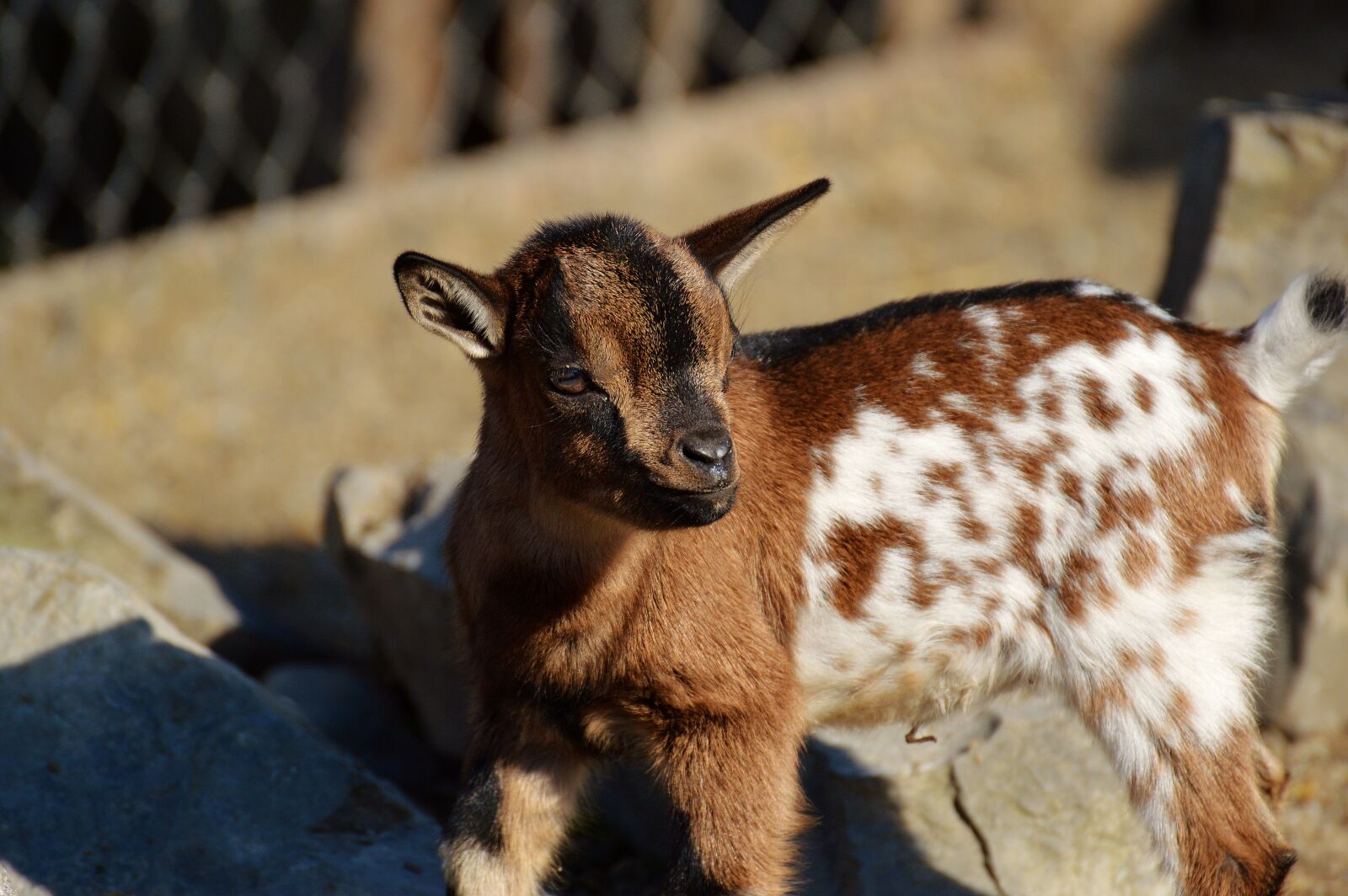 Nikon D3200 sample photo. Goats, young animals, playful photography