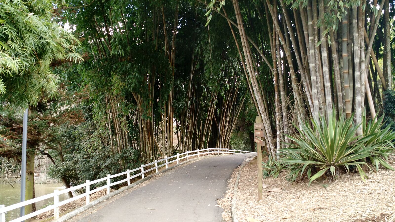 Motorola Moto X (2nd Gen) sample photo. Forest, path, path, pathway photography