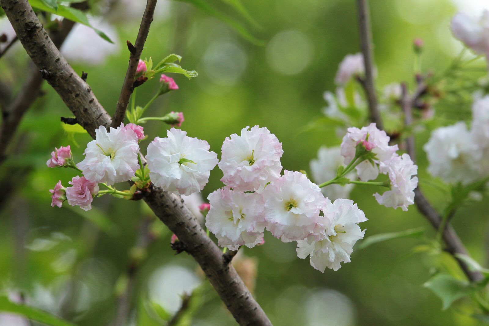 Canon EOS 500D (EOS Rebel T1i / EOS Kiss X3) sample photo. Plant, cherry blossoms, chrysanthemum photography