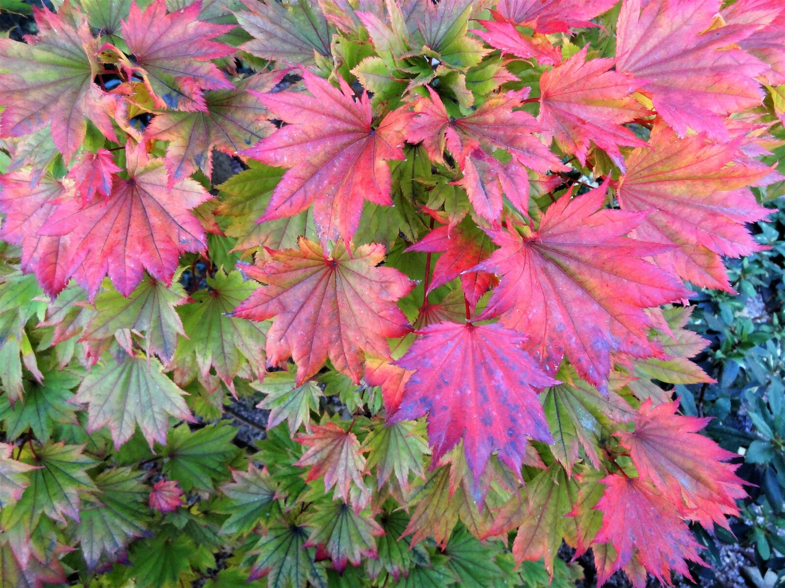 Sony Cyber-shot DSC-HX9V sample photo. Indian summer, autumn, the photography