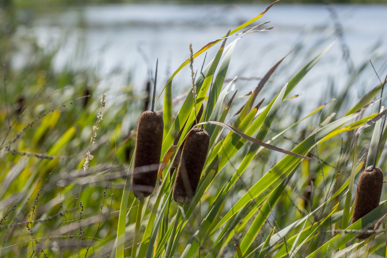 Nikon D810 sample photo. Swamp, cattail, wetland photography