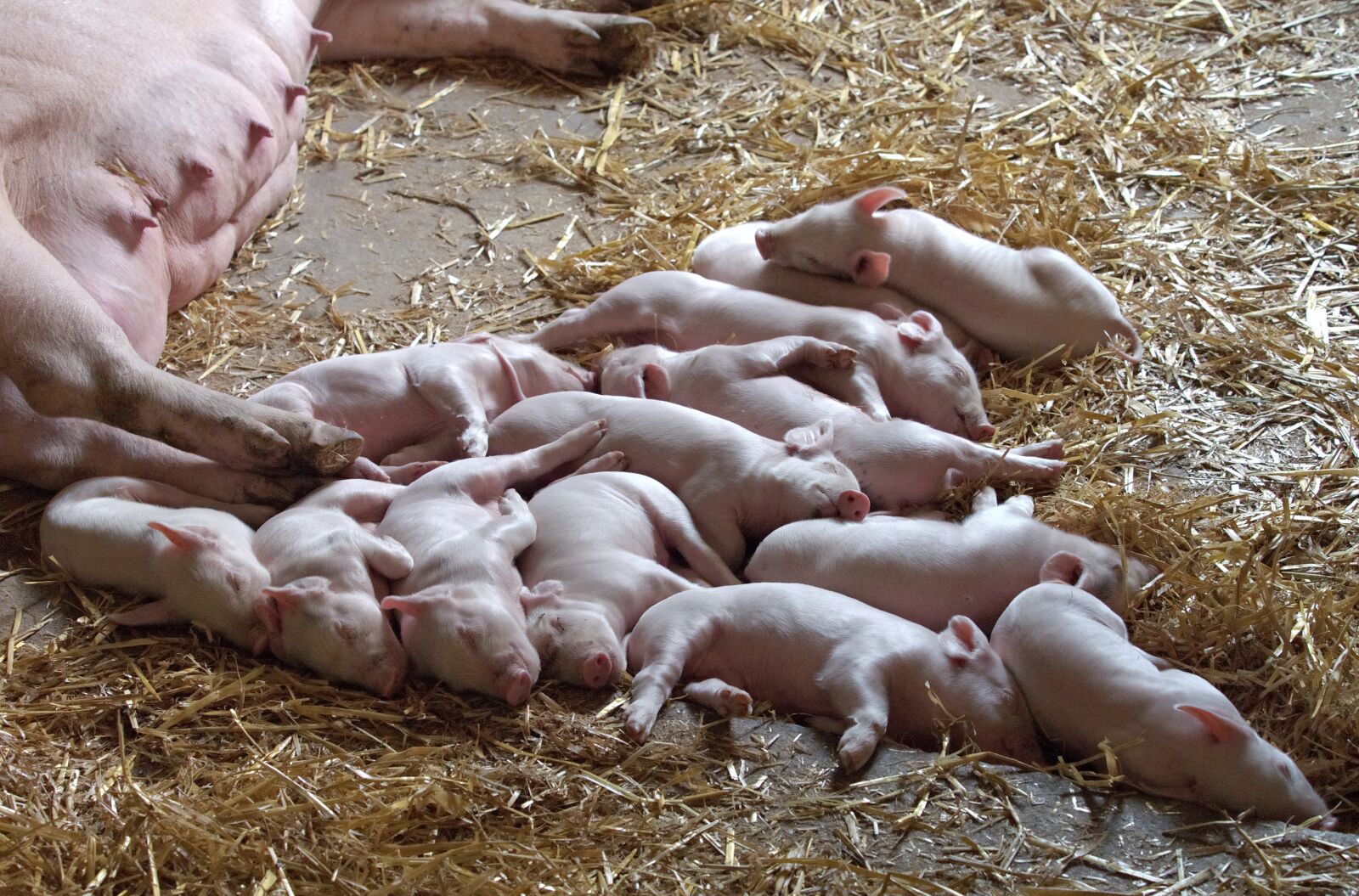 Olympus OM-D E-M5 sample photo. Piglet, litter, pig photography