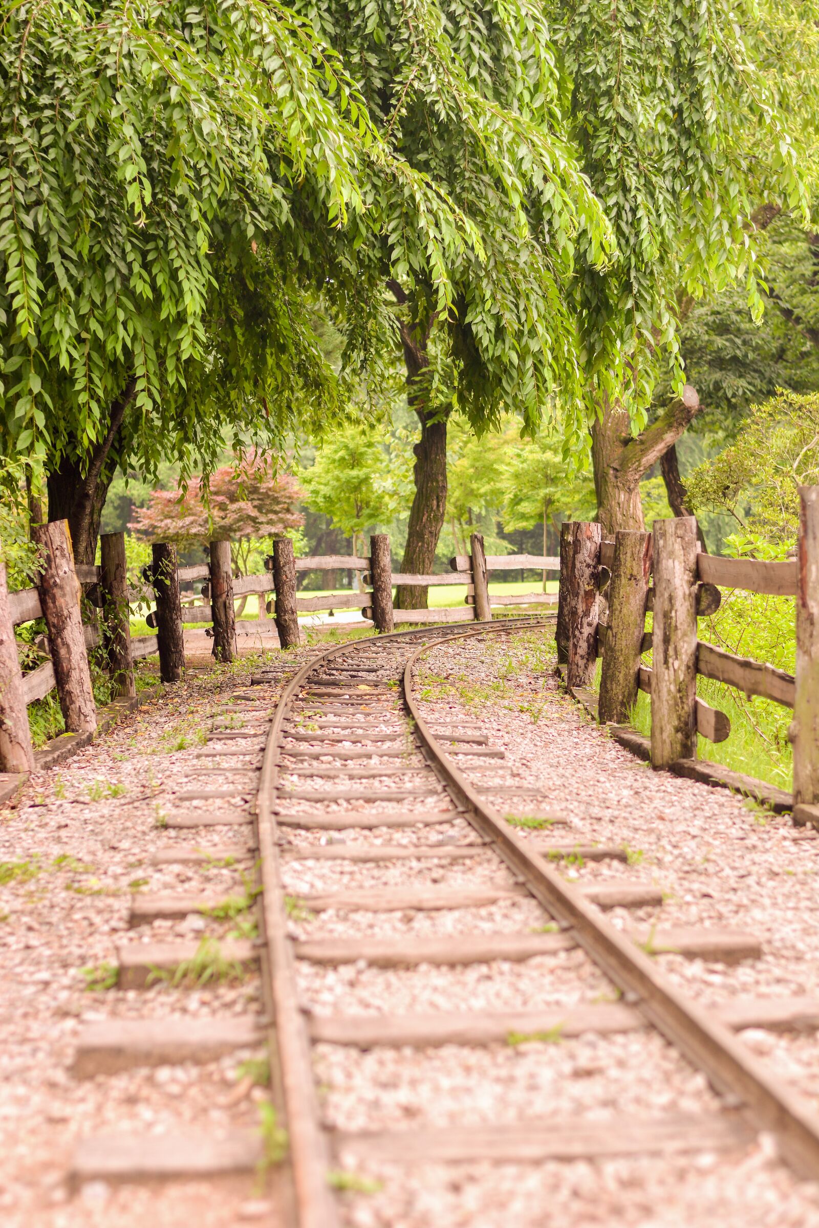 Nikon D7100 sample photo. Train tracks, tree, natural photography