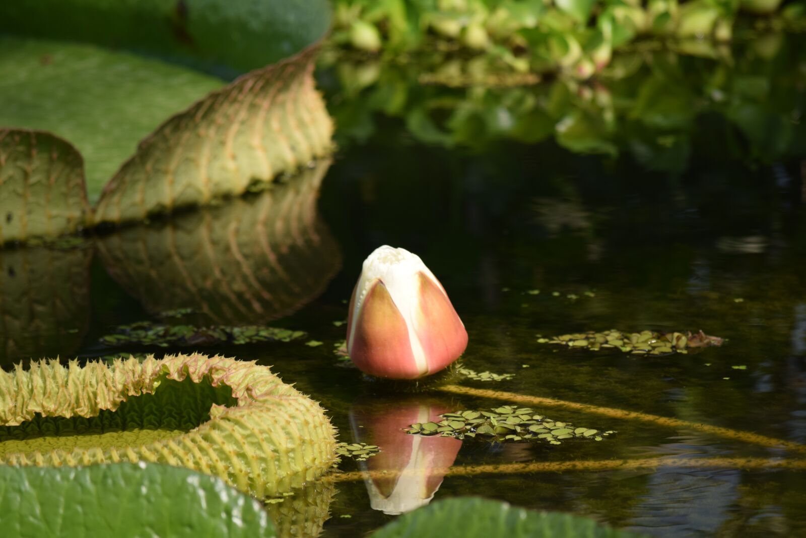 Nikon D3300 sample photo. Water lily, flower buds photography