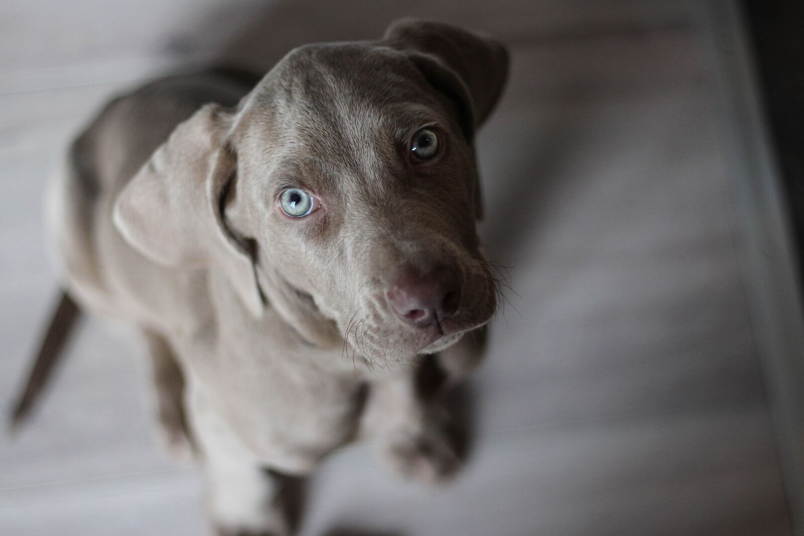 Canon EOS 700D (EOS Rebel T5i / EOS Kiss X7i) + Canon EF 50mm F1.8 STM sample photo. Weimaraner, puppy, snout photography
