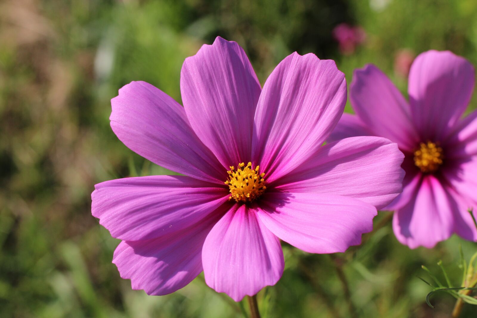 Canon EOS 600D (Rebel EOS T3i / EOS Kiss X5) sample photo. Blossom, bloom, purple photography