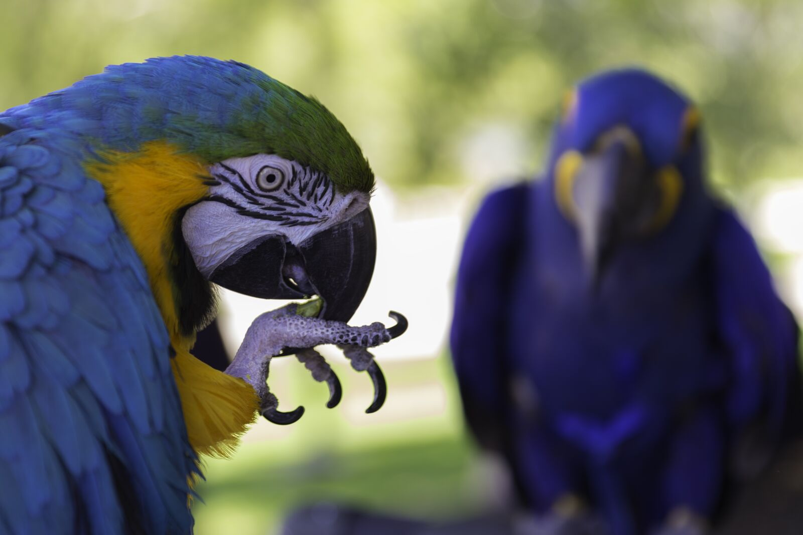 Canon EOS-1D X + Canon EF 24-70mm F2.8L II USM sample photo. Parrot, bird, exotic photography