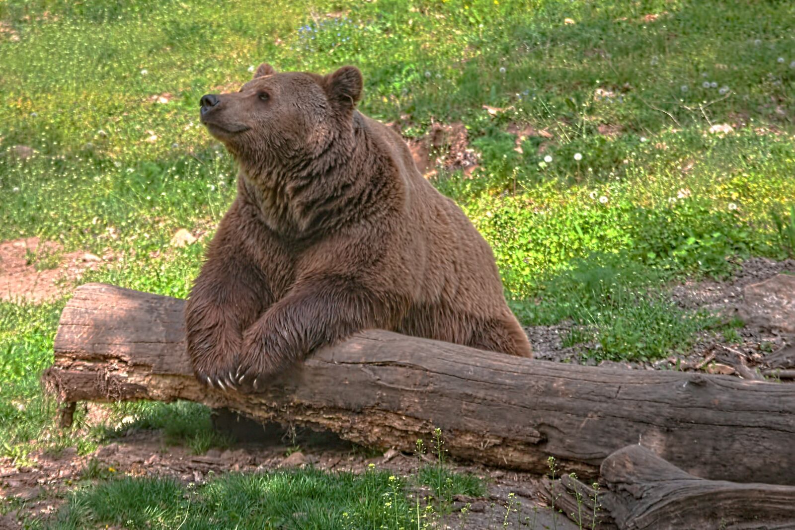Canon EOS 650D (EOS Rebel T4i / EOS Kiss X6i) sample photo. Bear, animal, nature photography