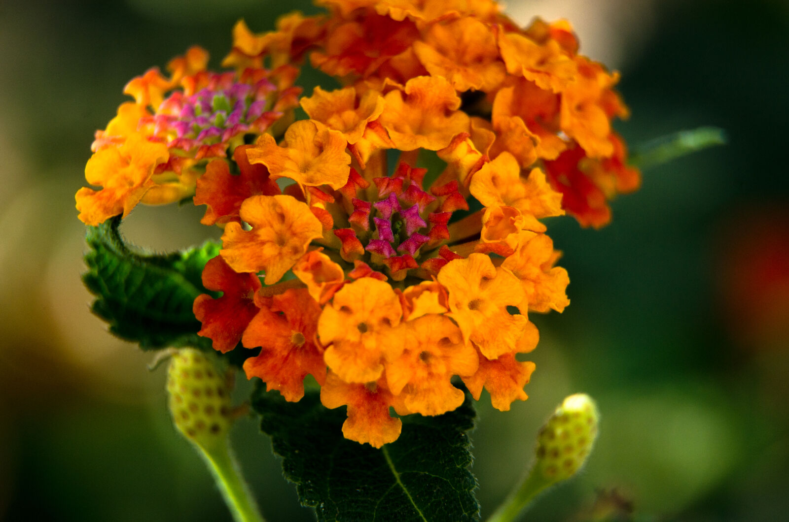 Nikon D5100 sample photo