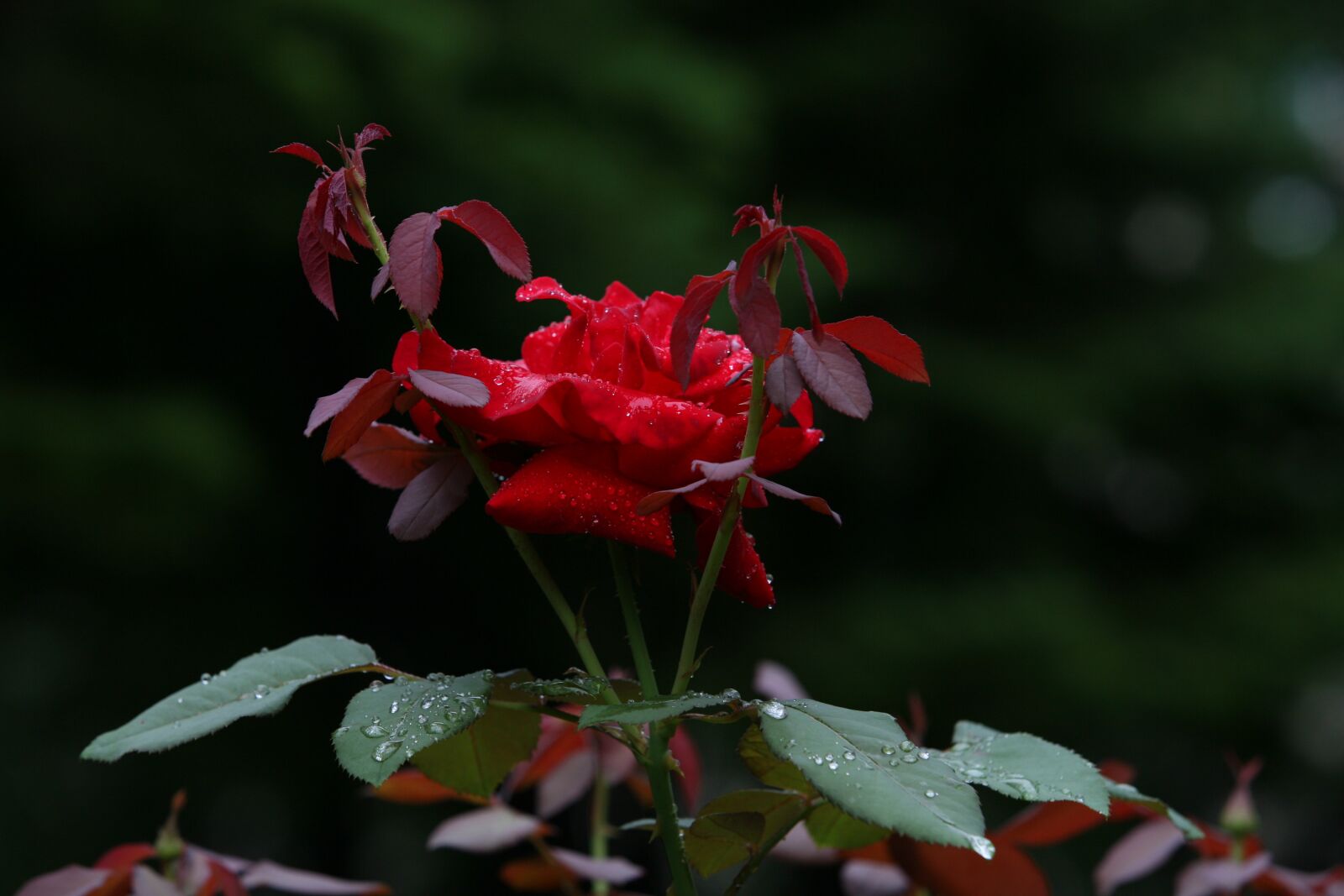 Canon EOS 5D sample photo. Nature, plants, park photography
