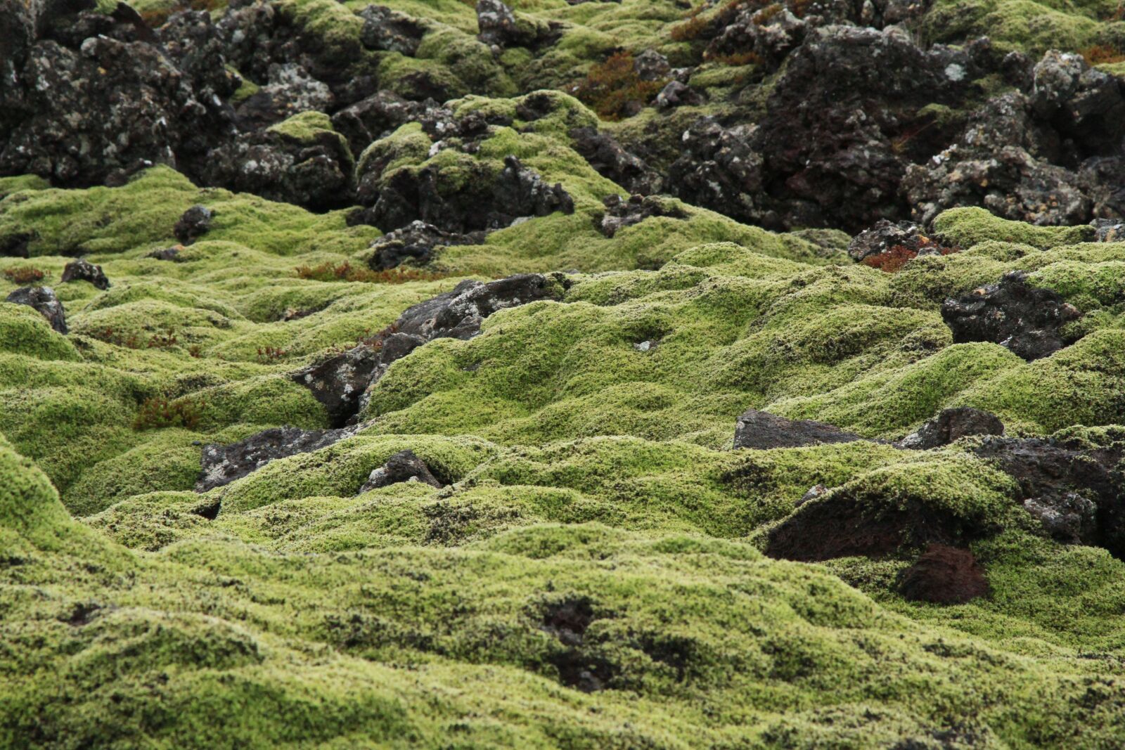 Canon EOS 7D sample photo. Iceland, moss, green photography
