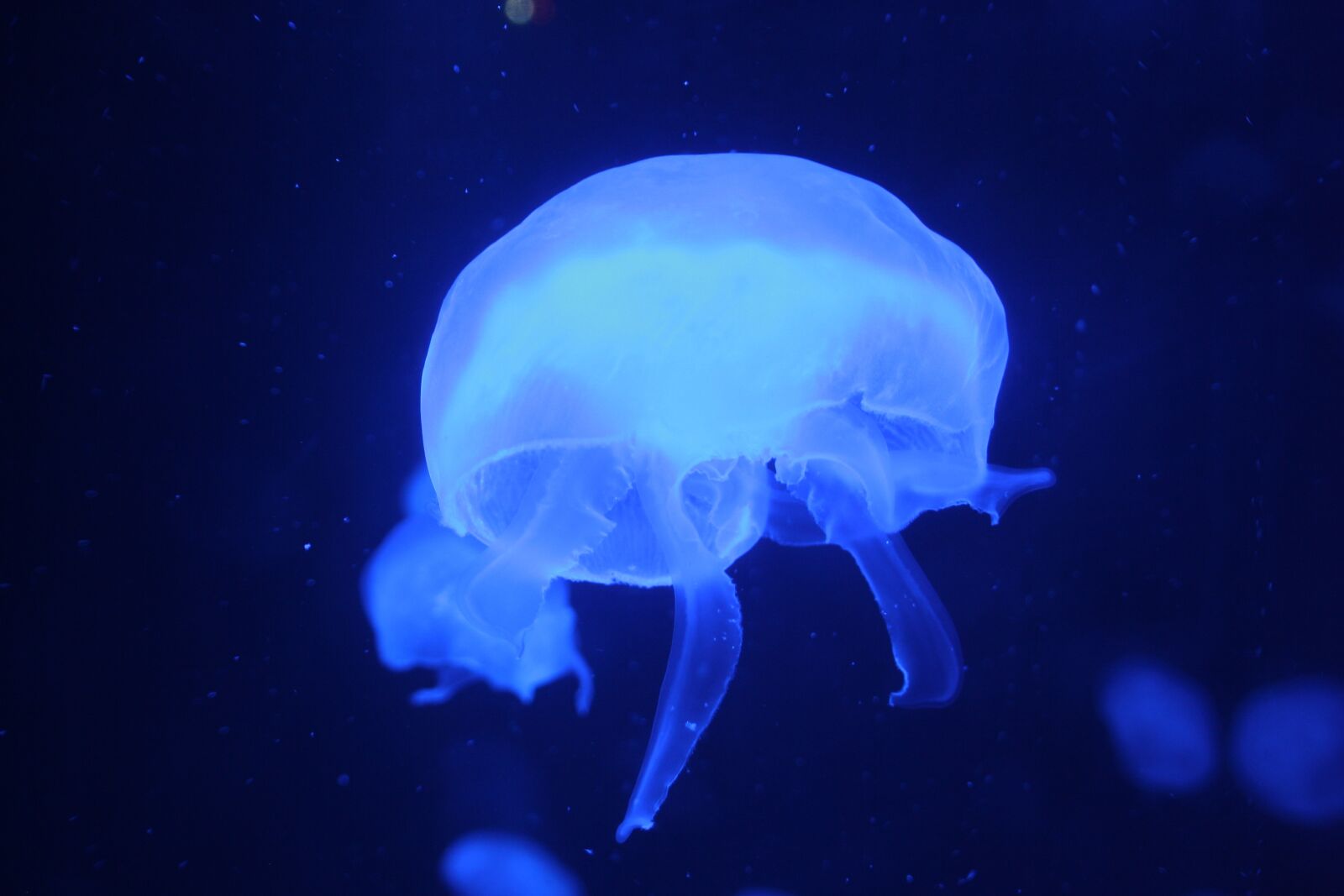 Canon EOS 1000D (EOS Digital Rebel XS / EOS Kiss F) sample photo. Jellyfish, ocean, aquarium photography