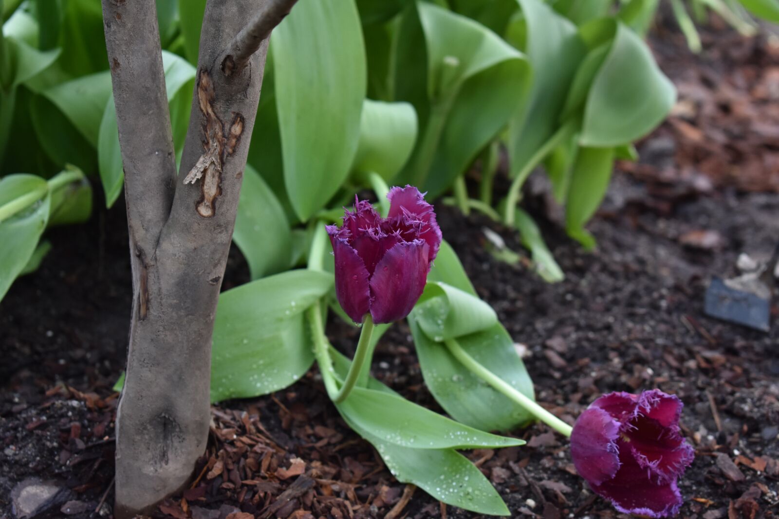 Nikon D3400 sample photo. Tulip, flowers, purple tulip photography