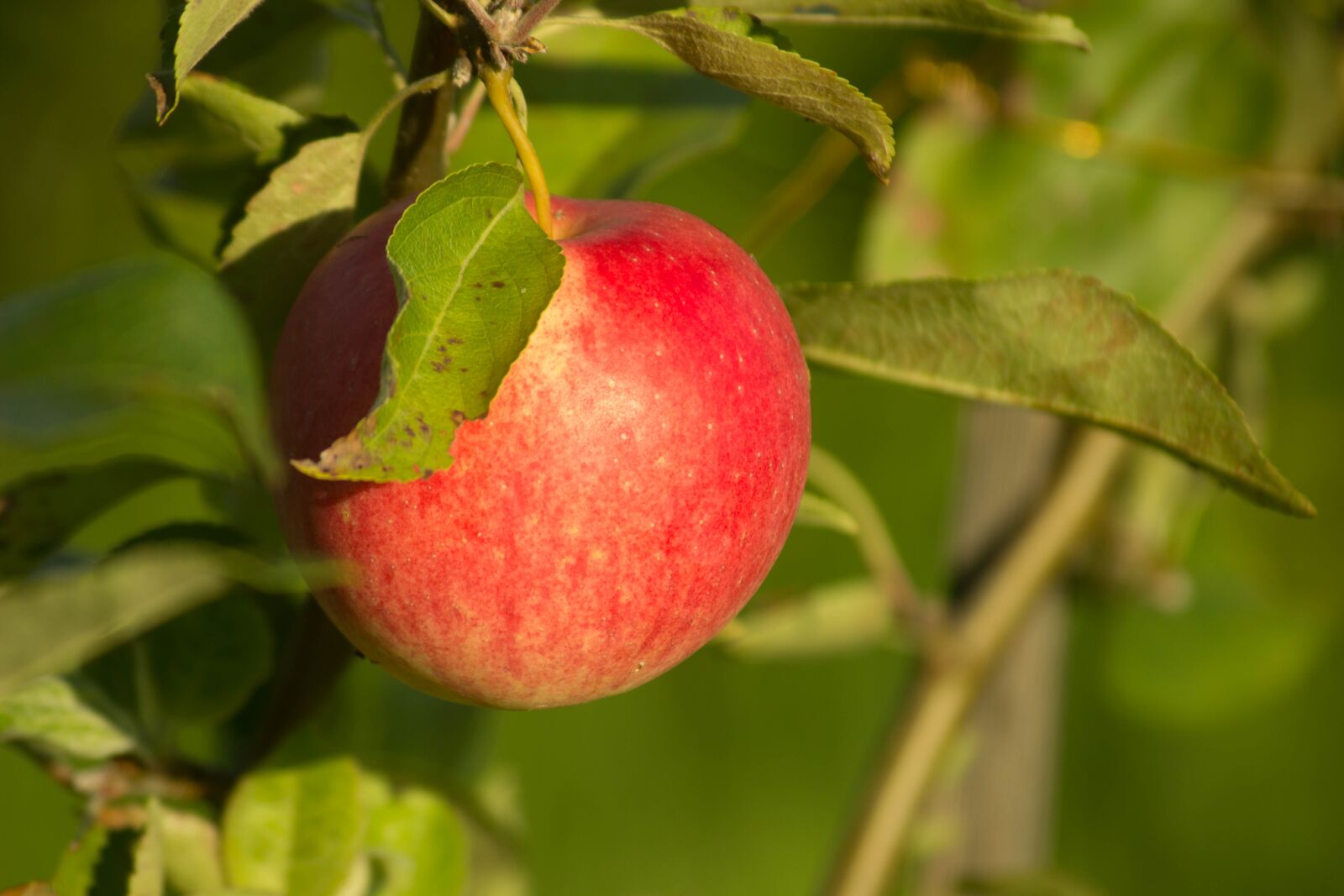 Canon EOS 600D (Rebel EOS T3i / EOS Kiss X5) sample photo. Apple, village, tree photography
