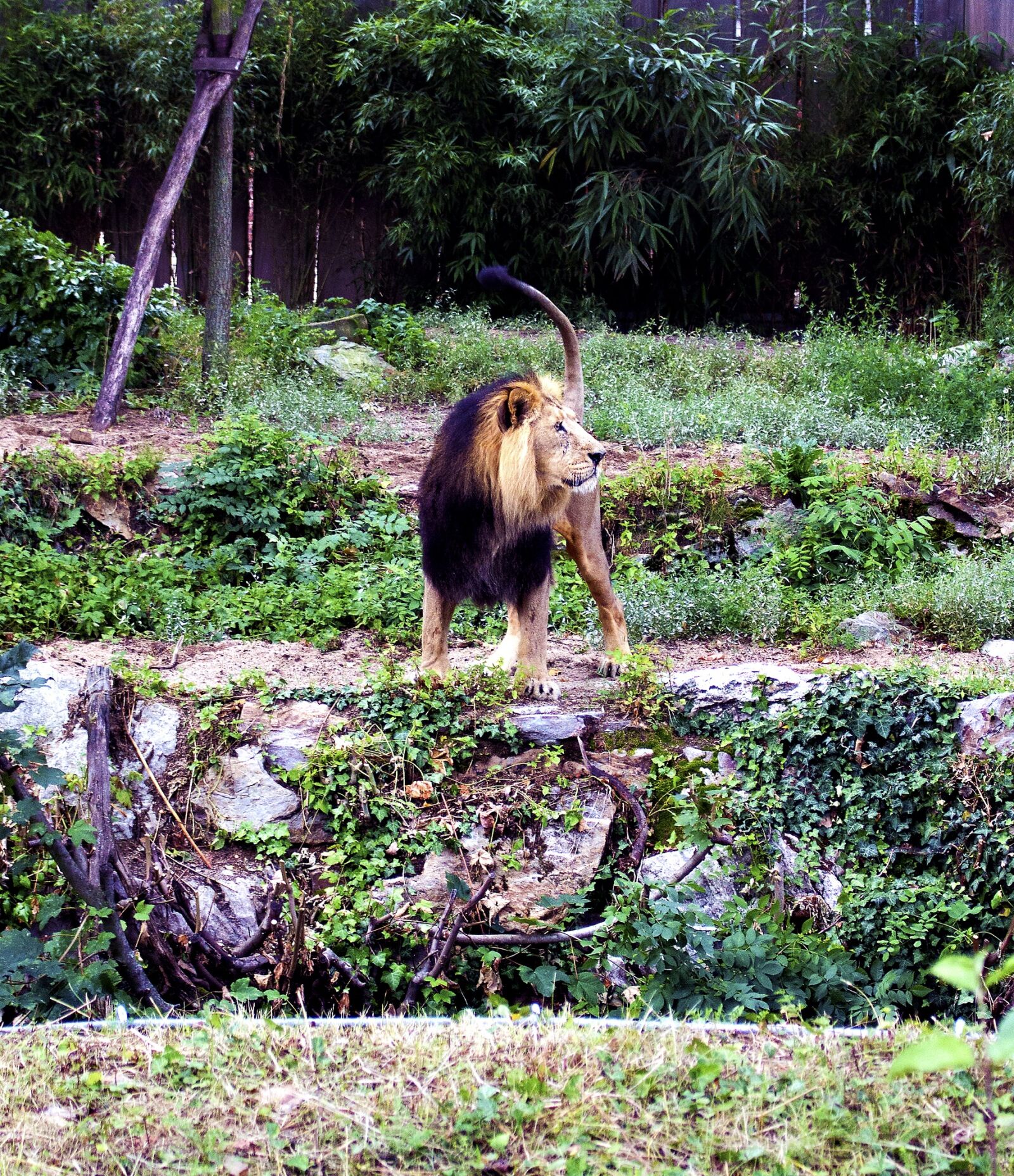 Canon EOS 100D (EOS Rebel SL1 / EOS Kiss X7) sample photo. Lion, predator, big cat photography