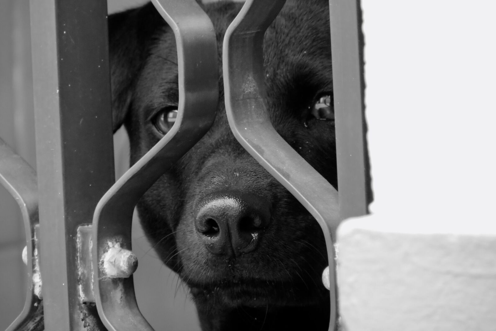 Canon PowerShot SX40 HS sample photo. Dog, snout, animals photography