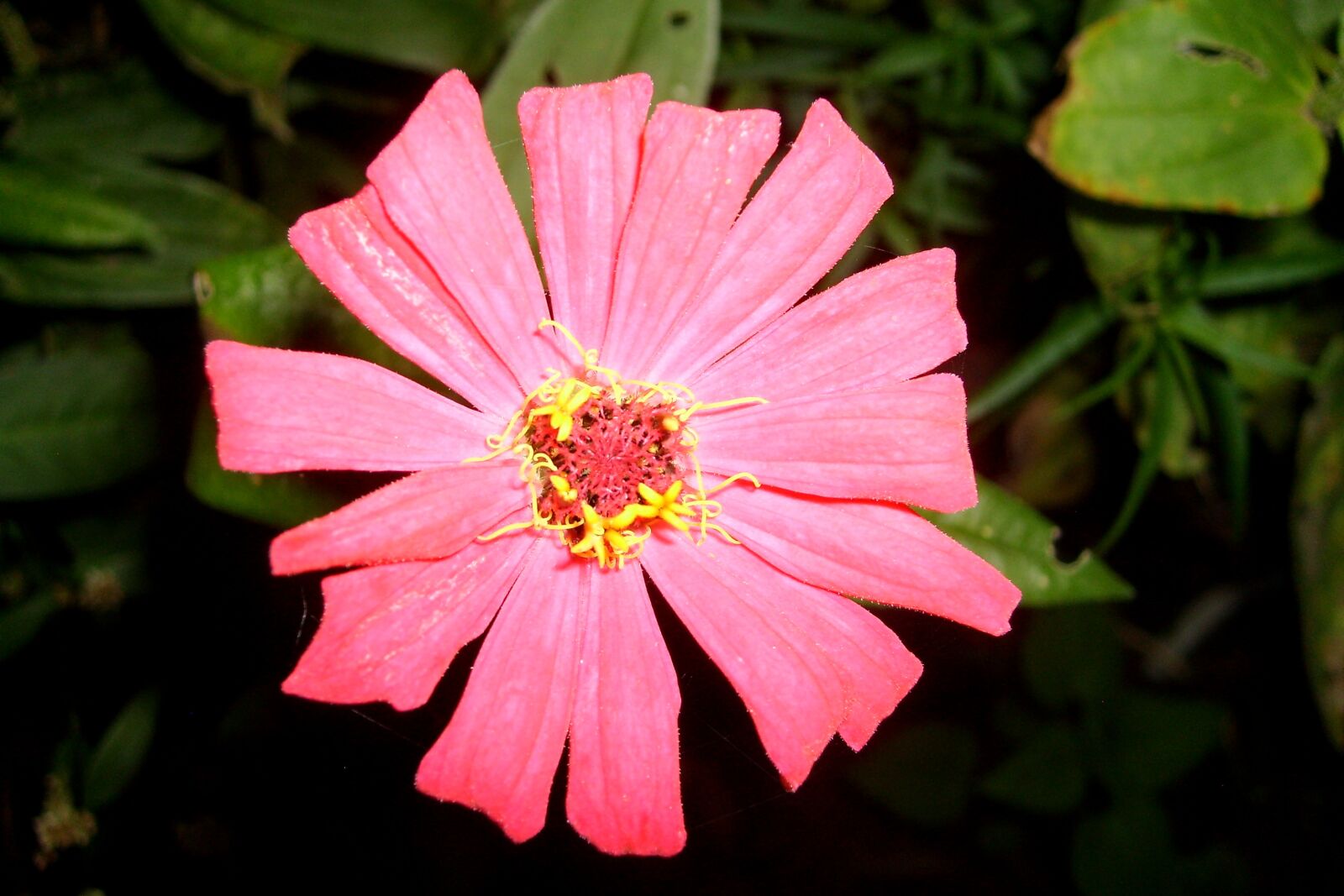 Samsung KENOX S730  / Samsung S730 sample photo. Beautiful flower, plant, nature photography