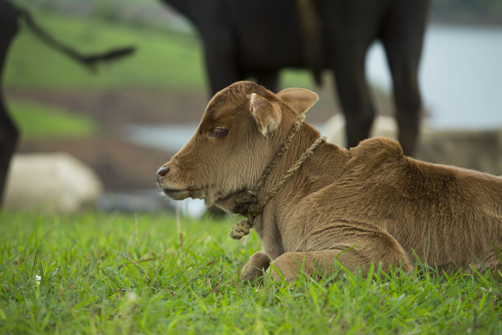 Canon EF-S 55-250mm F4-5.6 IS II sample photo. Baby, farm, calf photography