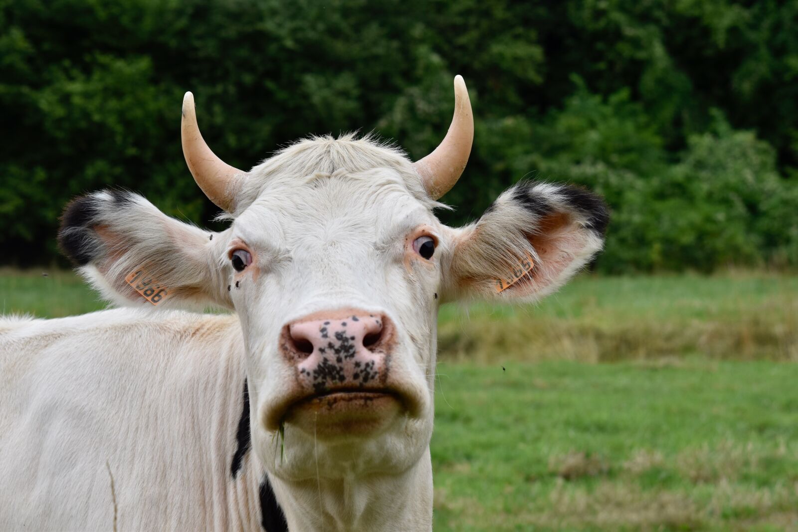 Nikon D5600 sample photo. Cow, ears of cows photography