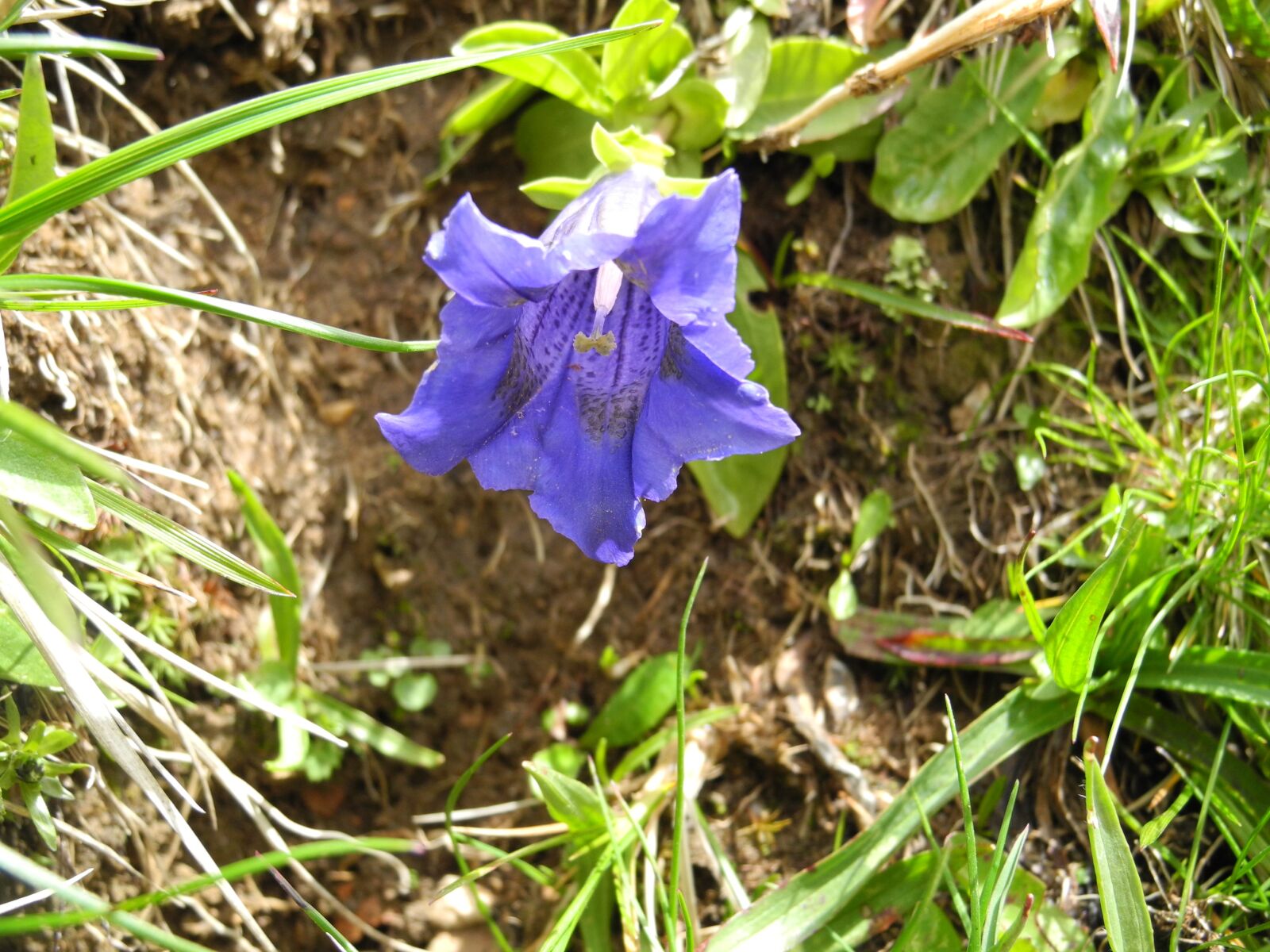 Nikon Coolpix P7000 sample photo. Alpine flower, blue gentian photography