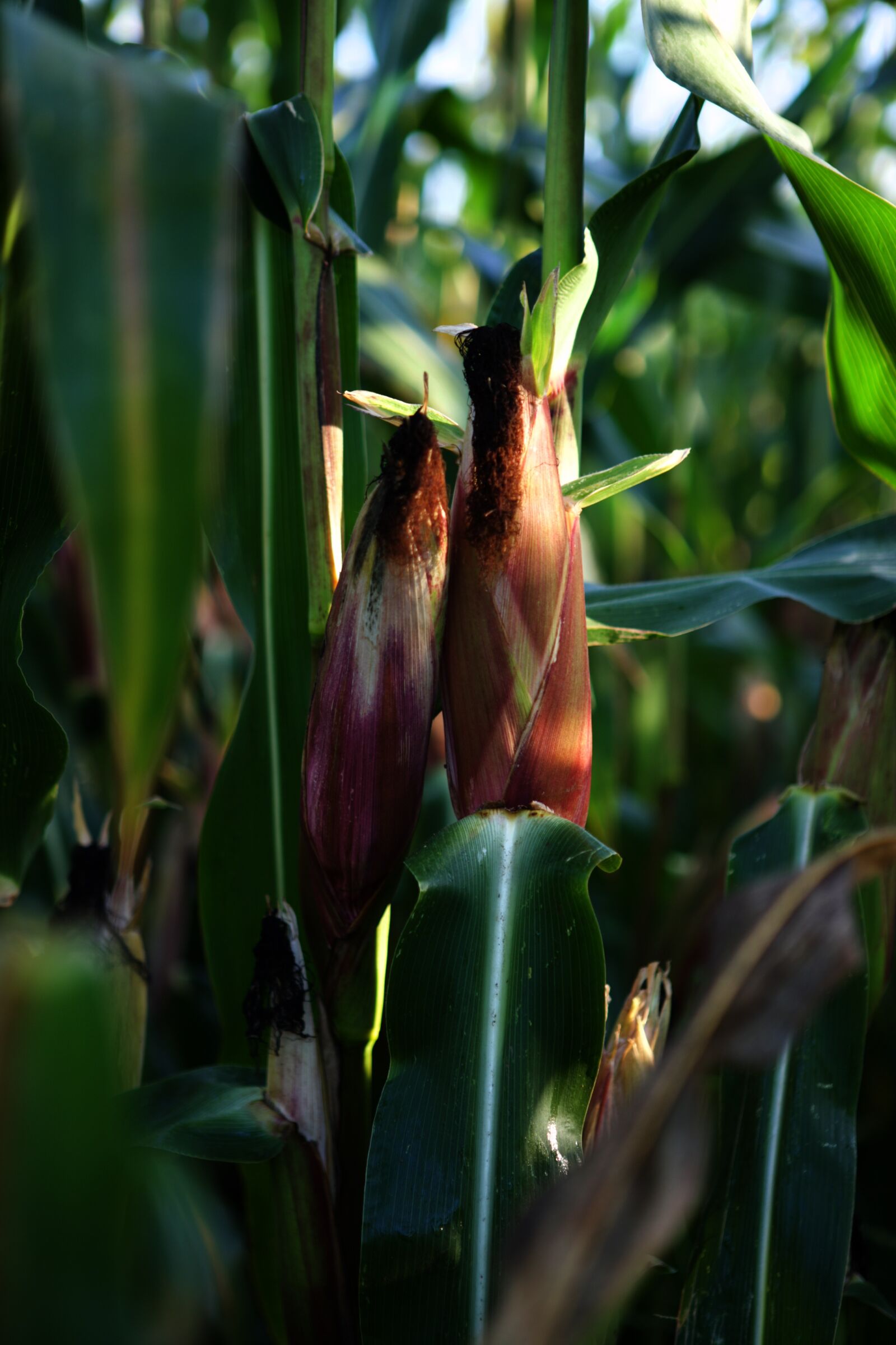 Canon EOS 6D Mark II sample photo. Corn, agriculture, farm photography