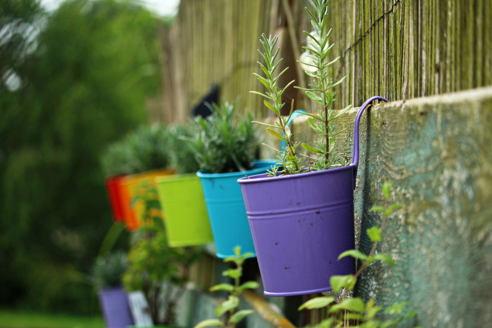 Canon EOS 100D (EOS Rebel SL1 / EOS Kiss X7) sample photo. Flowerpot, colorful, lavender photography