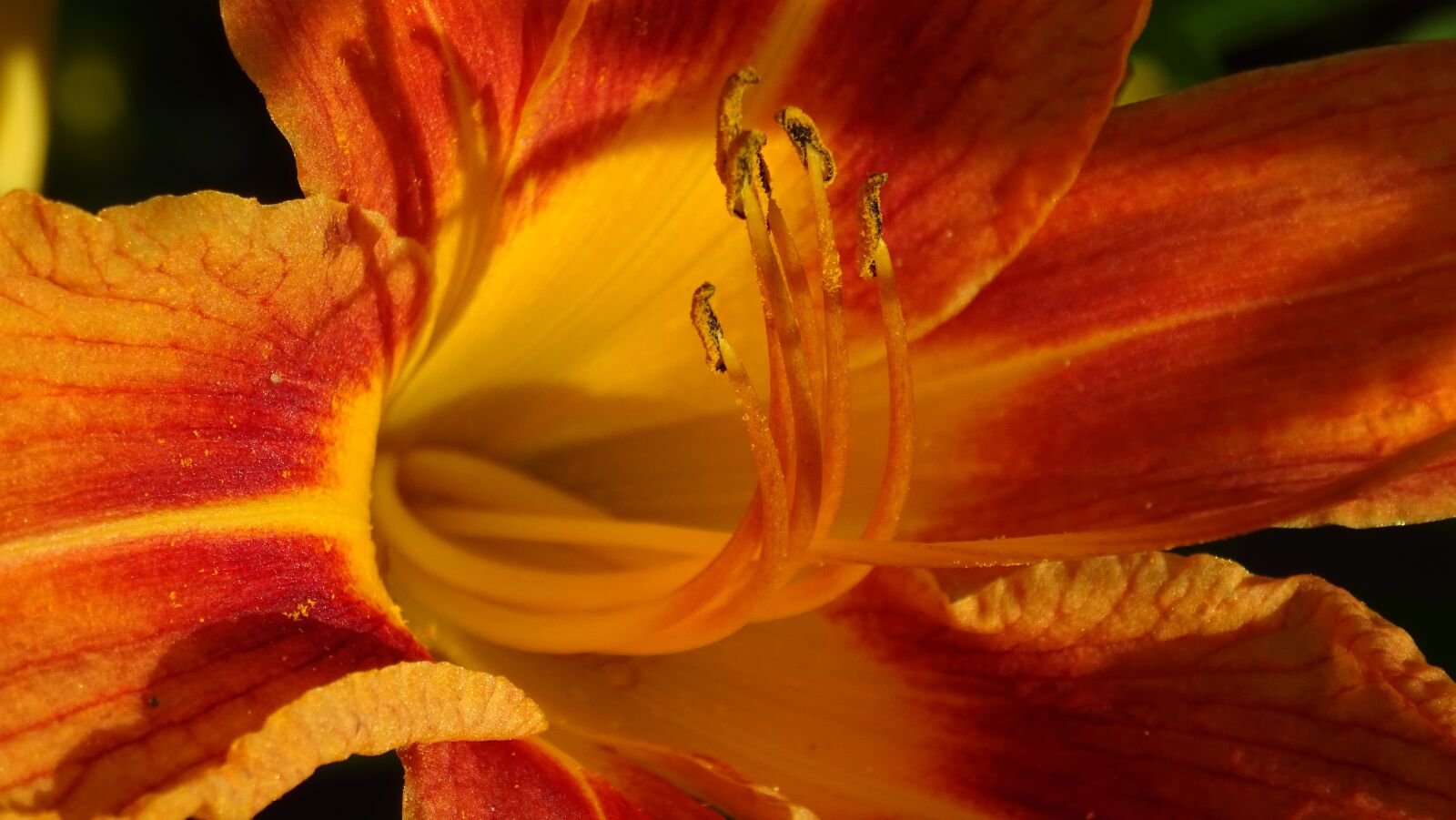 Sony DSC-HX60 sample photo. Flower, flora, macro photography