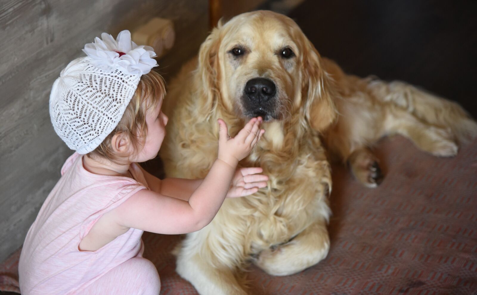 Nikon D750 sample photo. Dog, girl, retriever photography