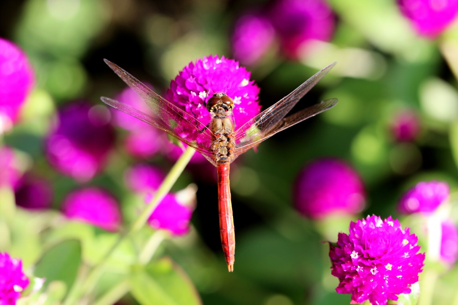 Canon EOS 7D Mark II + Canon EF 100mm F2.8L Macro IS USM sample photo. Dragonfly, insects, wing photography