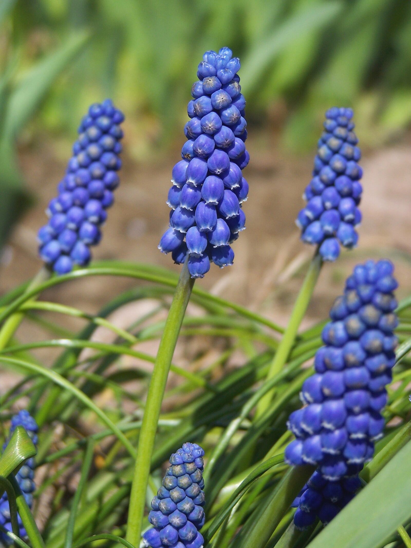 Kodak Z740 ZOOM DIGITAL CAMERA sample photo. Muscari neglectum, blue, flower photography