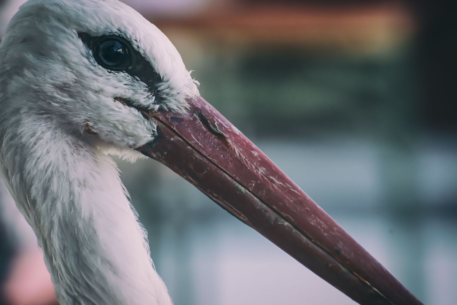 Nikon D7200 sample photo. Stork, birds, plumage photography
