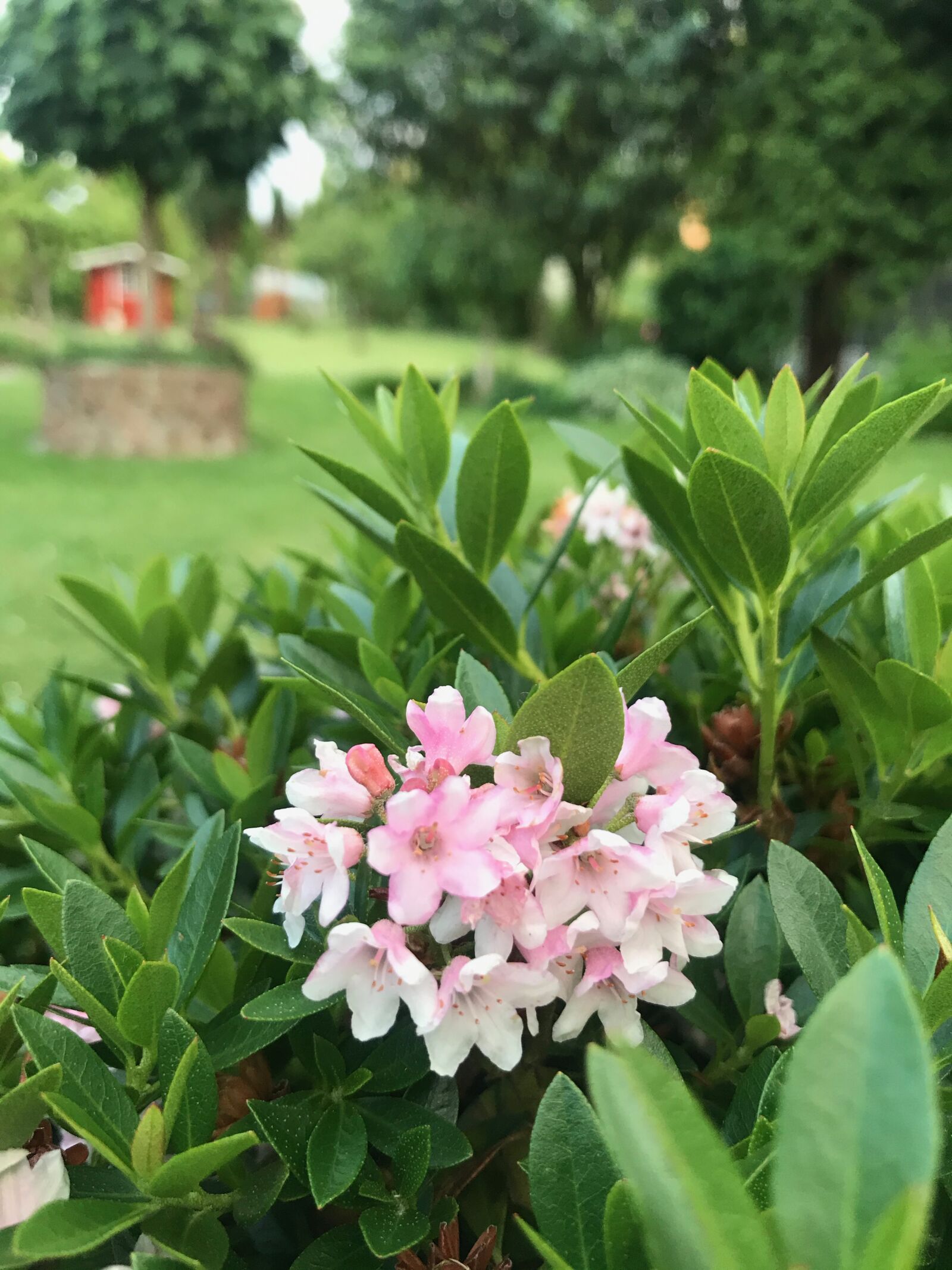 iPhone 7 back camera 3.99mm f/1.8 sample photo. Garden, flower, bloombux photography