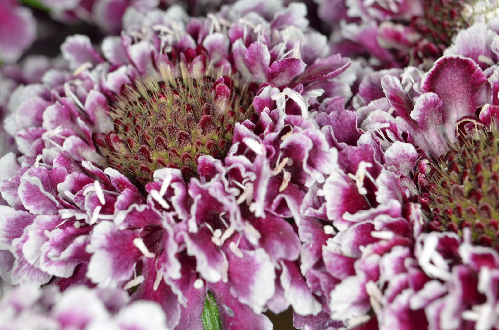 Nikon D5100 sample photo. Scabiosa, schnittblume, purple photography