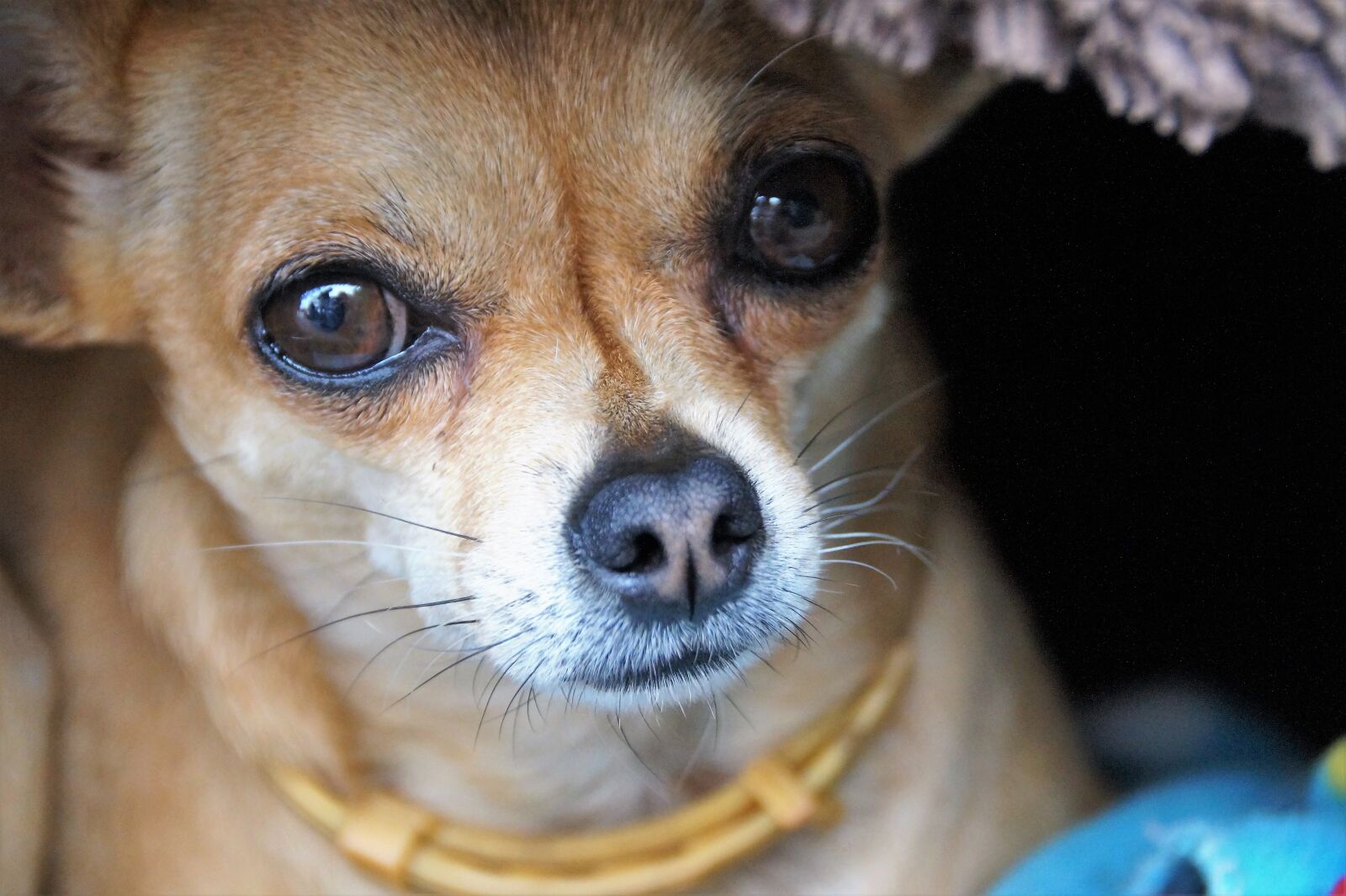 Sony SLT-A58 sample photo. Dog, pet, chihuahua photography